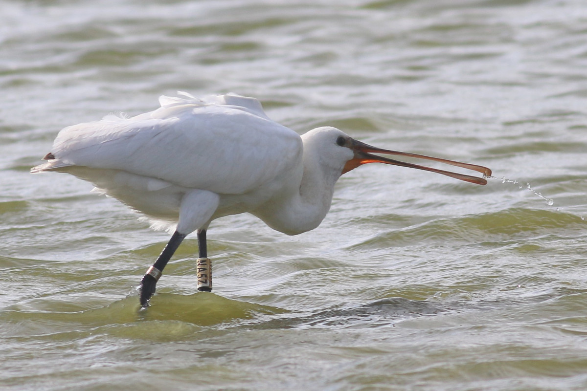 Ravi gespot bij Westkapelle