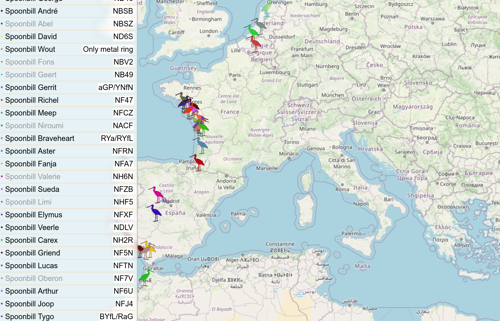 Lepelaars live te volgen op Animal Tracker