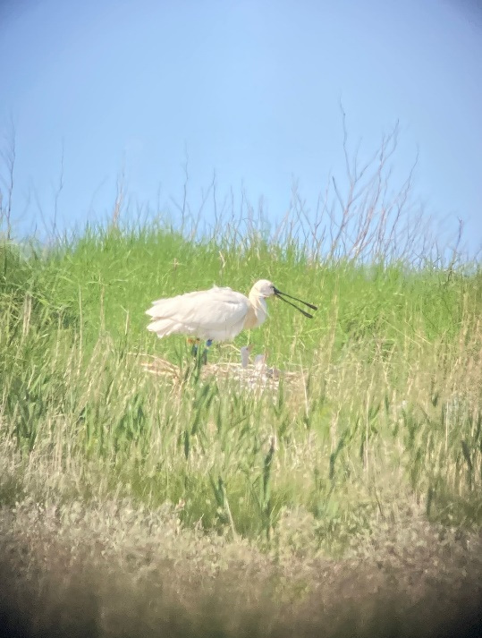 Gezenderde lepelaars op Texel