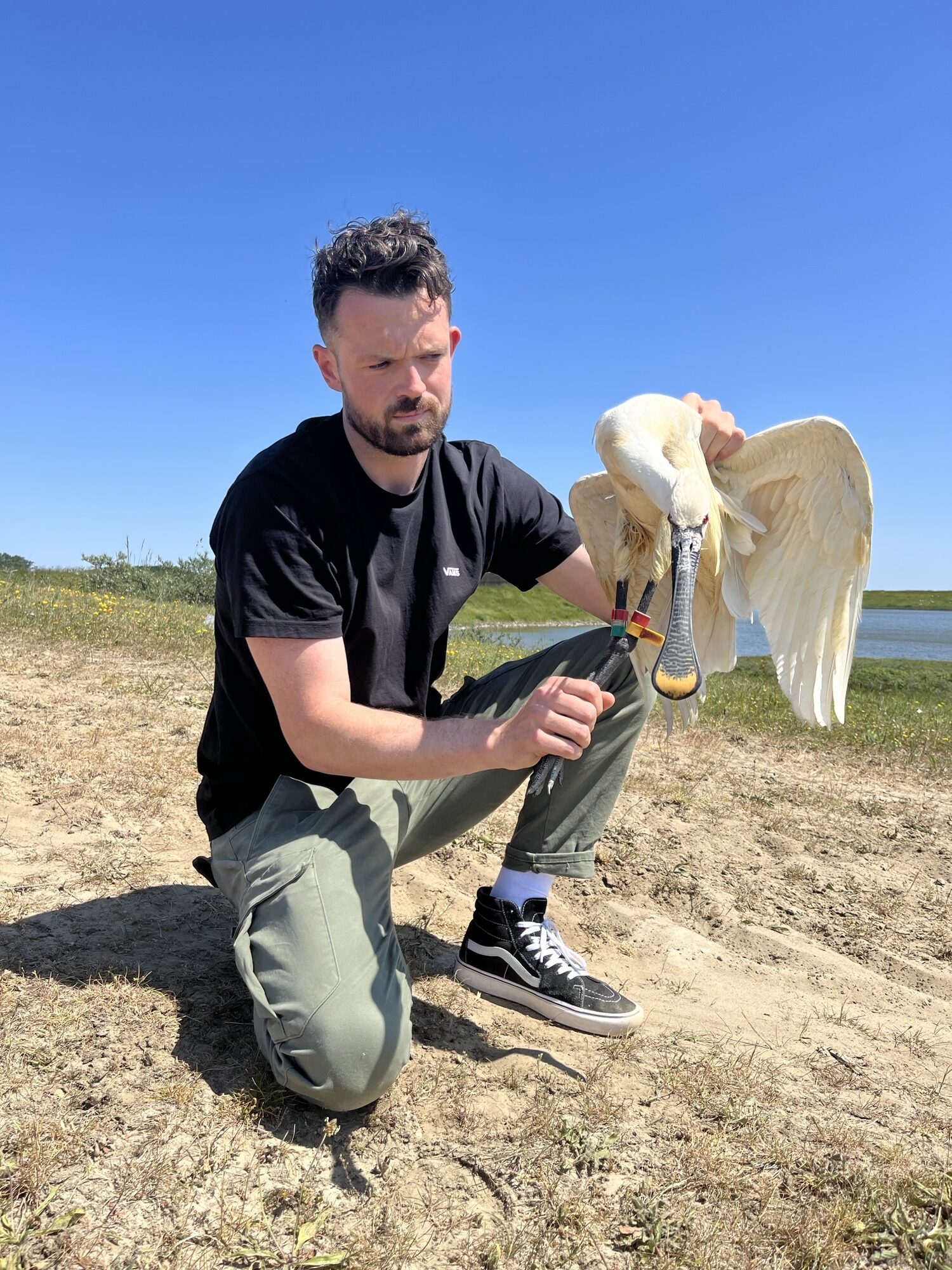 Lepelaar uit de opvang RYf/RaG