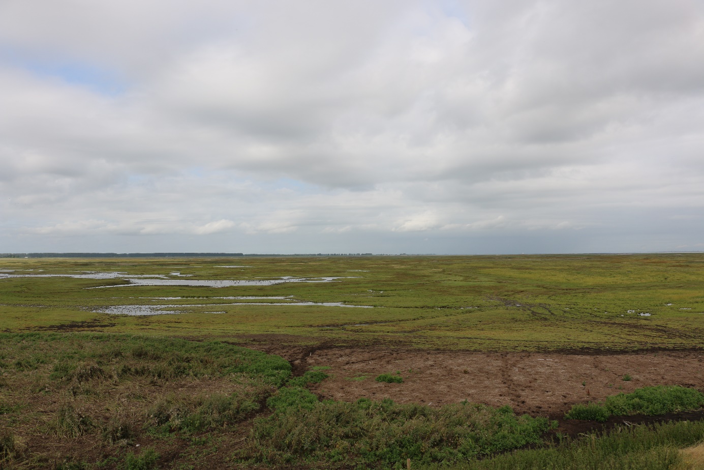 Grenspark Groot Saeftinghe en Lepelaars