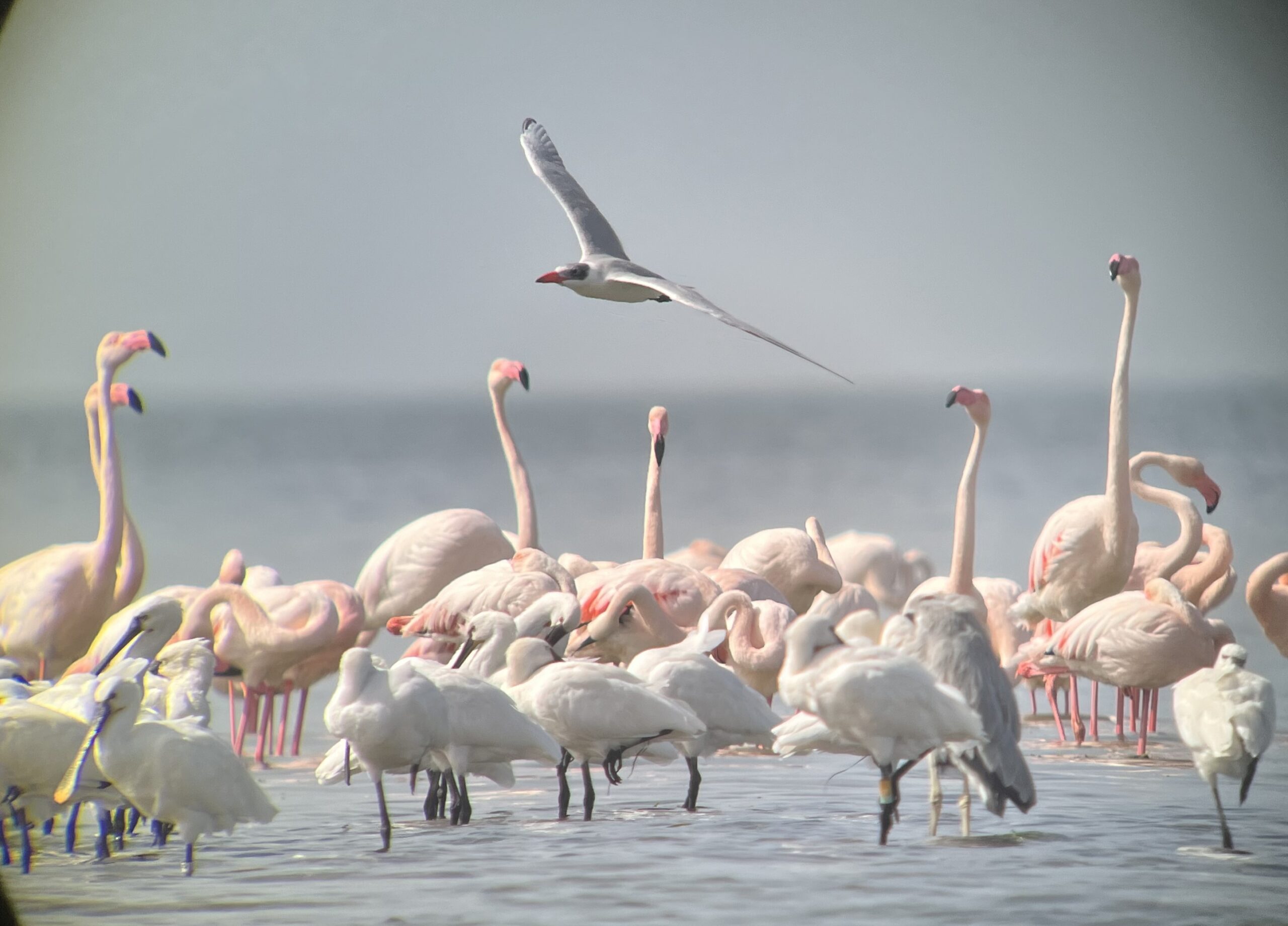 Lepelaars op de Banc d’ Arguin, balsaci of leucorodia?