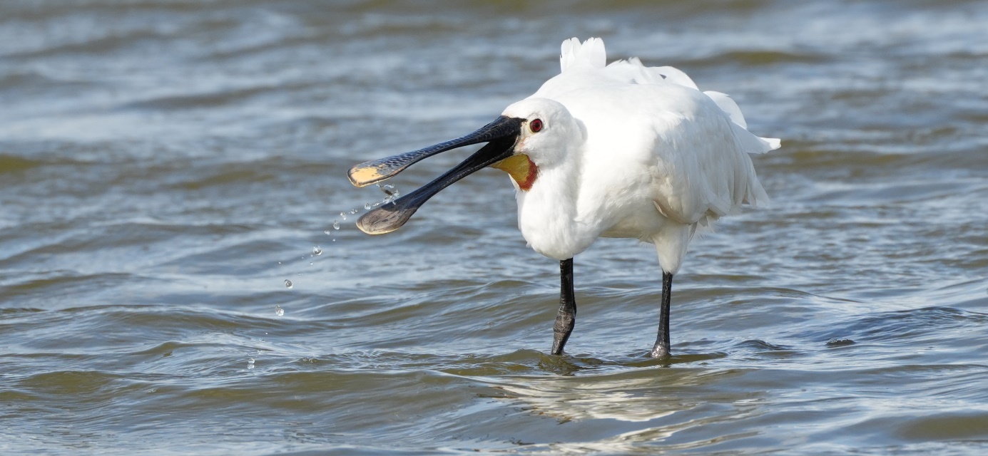 Overwinterende lepelaars op Schouwen-Duiveland 2024 en zenderlepelaar Carex