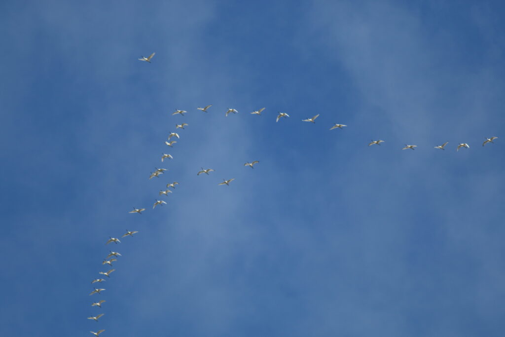 Vliegende lepelaars tegen een felblauwe lucht