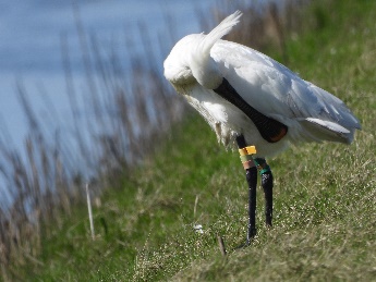 Twee wat oudere lepelaars samen gezien door Keimpe Bleeker