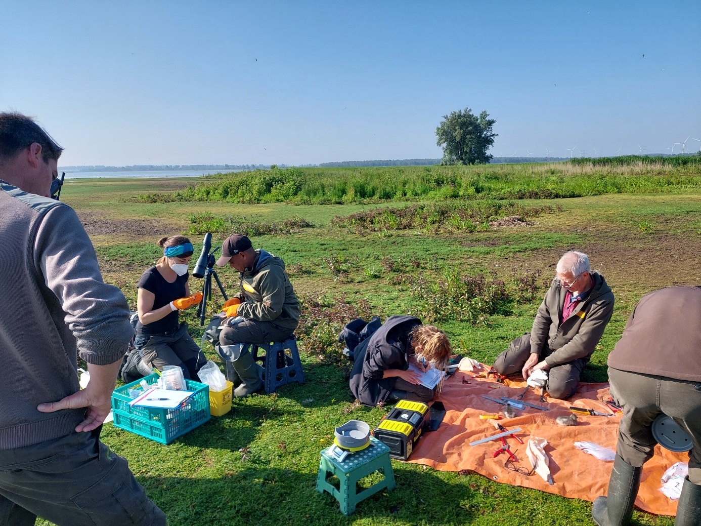 Verslag van een dagje lepelaars ringen in de delta