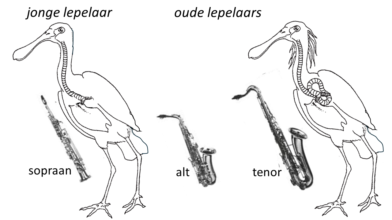 Over saxofoons en de luchtpijp van lepelaars