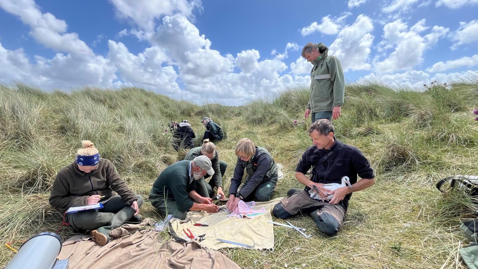 Lepelaaronderzoek op Vlieland 2024