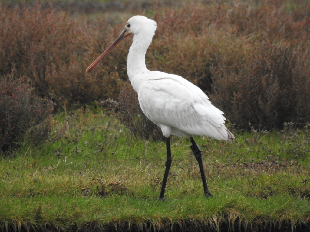 lepelaar wandelend door grasland