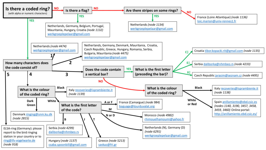 Flowchart voor de ringschema's lepelaars 2023