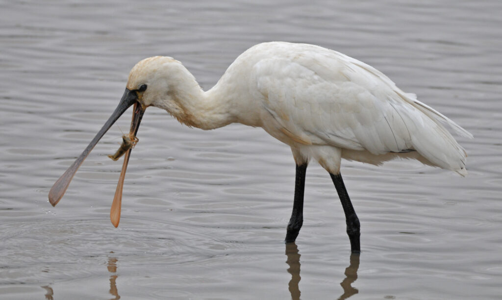 Een lepelaar met rivierkreeft opgooiend in de snavel