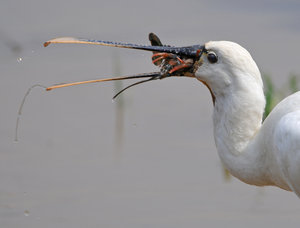 Een lepelaar met rivierkreeft in de snavel